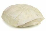 Inflated Fossil Tortoise (Stylemys) - South Dakota #284217-5